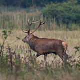 Red deer rut